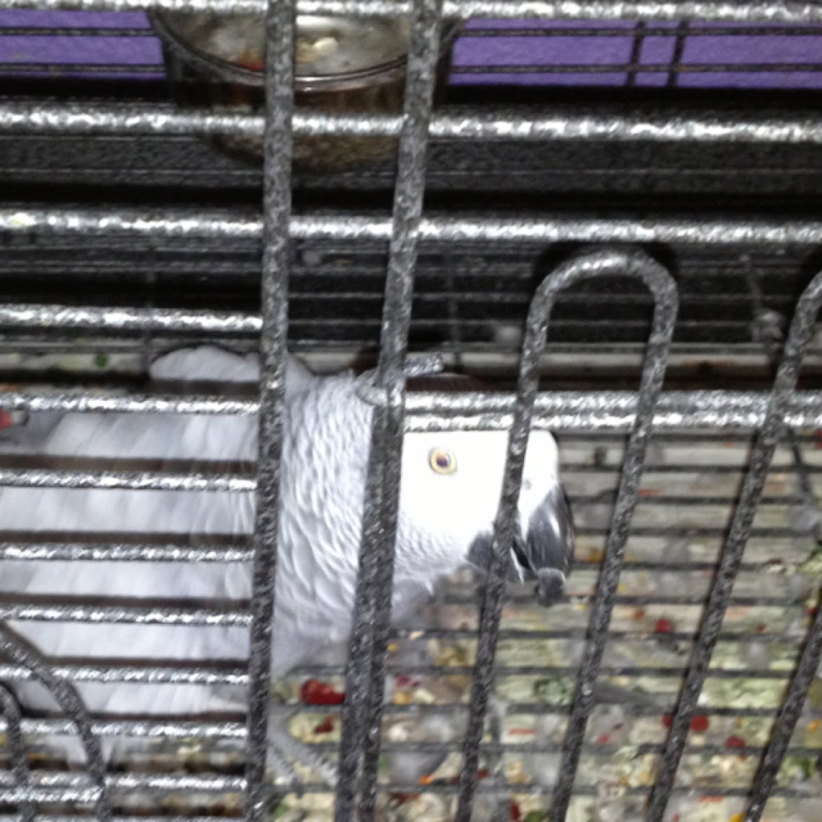 African grey