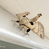 Apatelodes moth