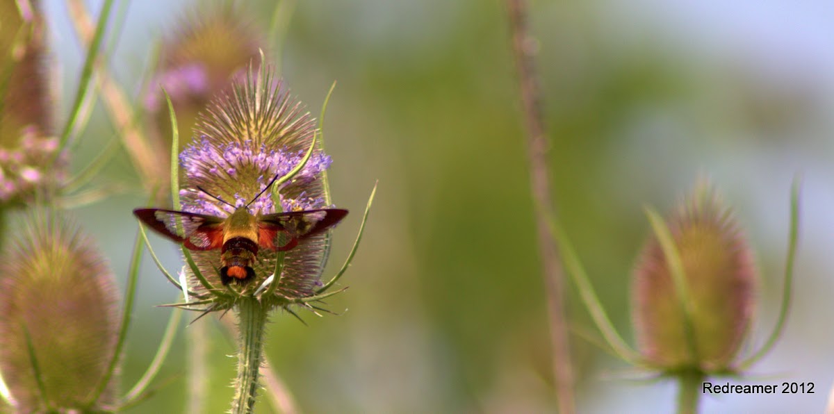 Hummingbird Clearwing Moth