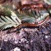 Californina Slender Salamander