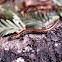 Californina Slender Salamander