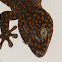 Tokay gecko