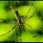 Golden silk orb-weaver