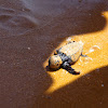 Loggerhead sea turtle (Χελώνα καρέττα)