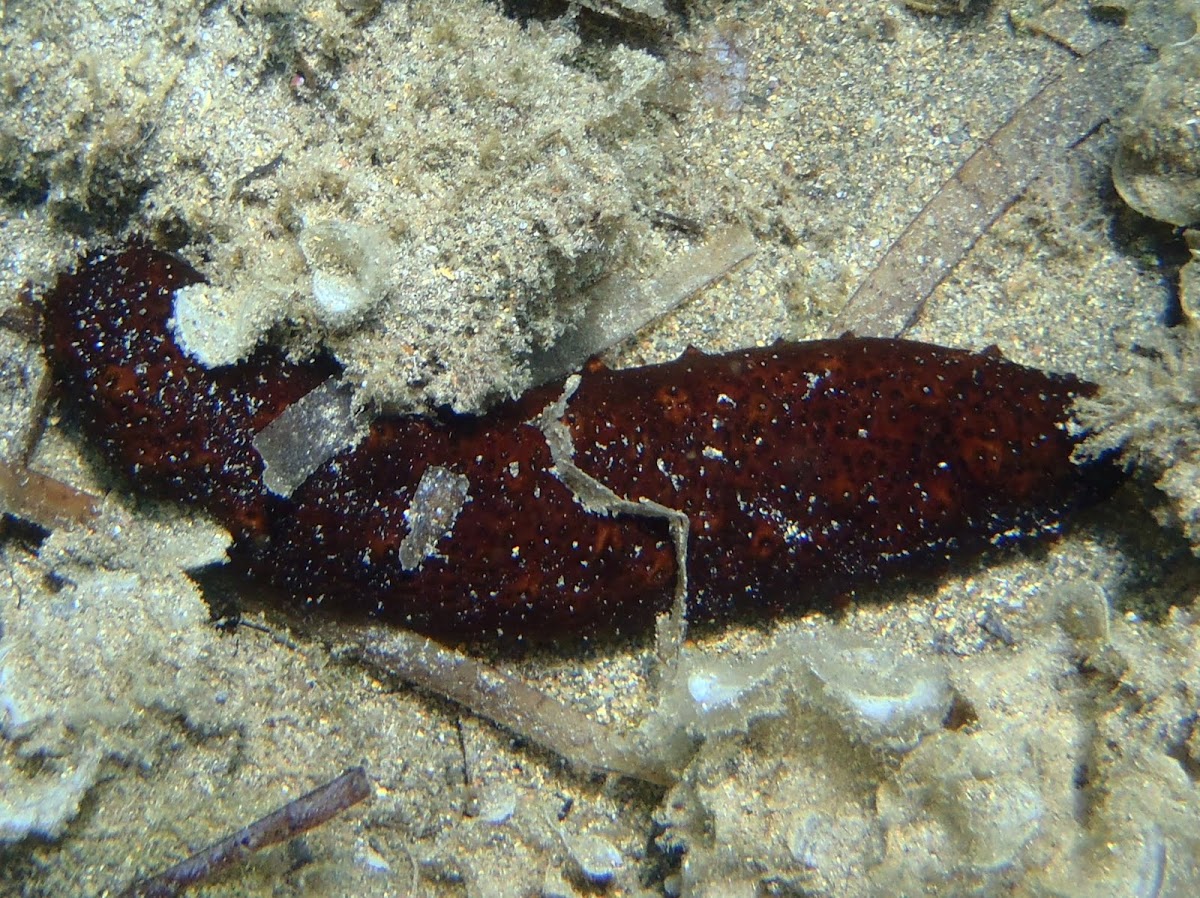 Holoturia, Pepino de mar negro, Sea cucumbers