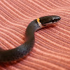 southern ring necked snake