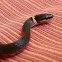 southern ring necked snake