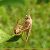 Crab spider X Unidentified moth