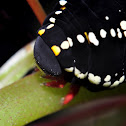 Willowherb Hawkmoth Catterpillar