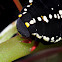 Willowherb Hawkmoth Catterpillar