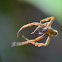 Cupiennius -Spider
