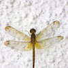 Yellowish Brown Dragonfly (♀)