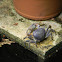 cangrejo - blue land crab