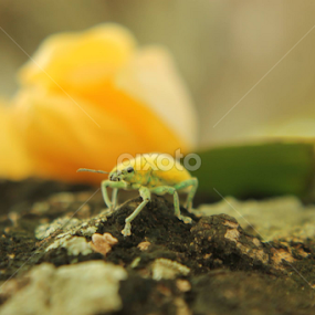 macro by Emerald Jasmine - Uncategorized All Uncategorized