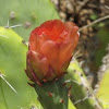 Prickly Pear Cactus bloom
