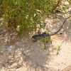 Six lined racerunner