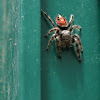 Red-Backed Jumping Spider