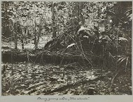 Droog zwamp achter "Ma retraite"