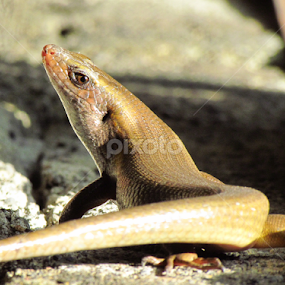  Bangkalang / Bubuli by Cesar Cambay - Animals Reptiles