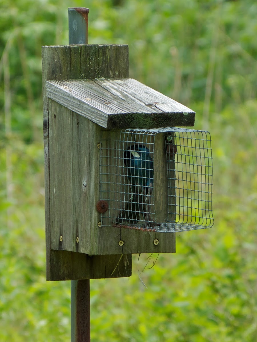 Tree Swallow (nesting box) Project Noah