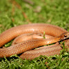 Red Bellied Snake
