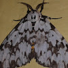 Lymantriid moth