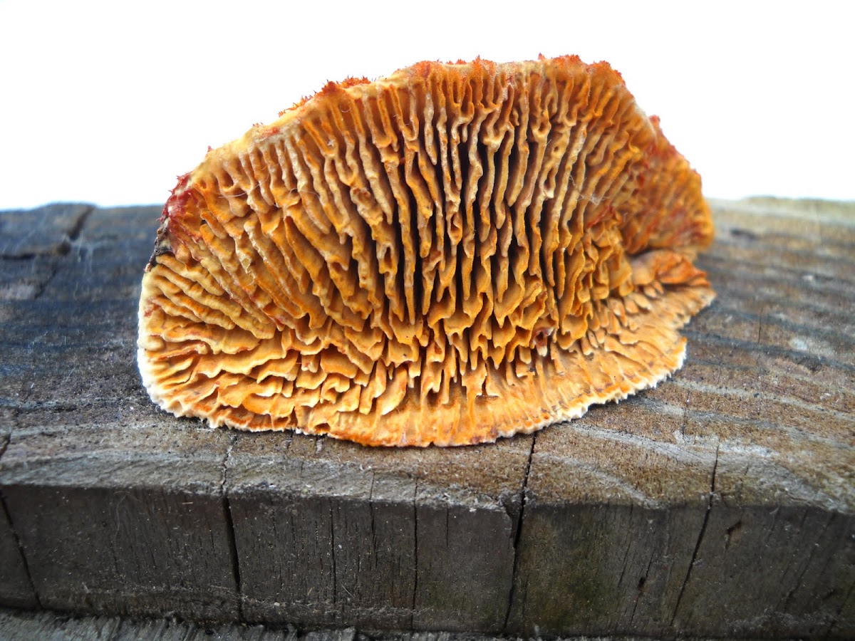 Rusty-Gilled Polypore