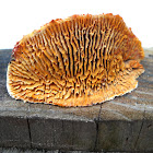 Rusty-Gilled Polypore
