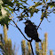 Eastern Kingbird