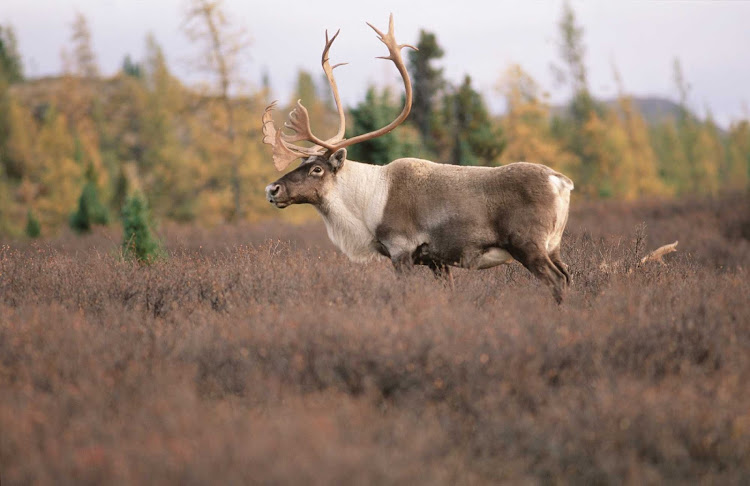 Travel in Nunavik to take in the great outdoors of northern Quebec Ñ and an occasional caribou. 