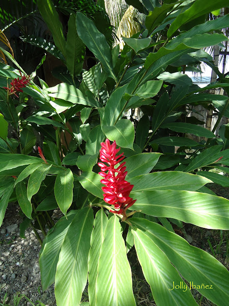 Red Ginger | Project Noah