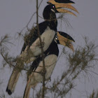 Malabar Pied Hornbill