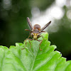 Common Social Wasp