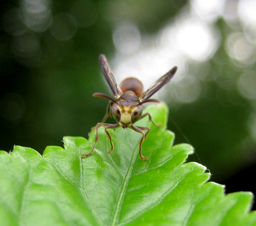 Common Social Wasp