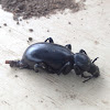 Stink beetle