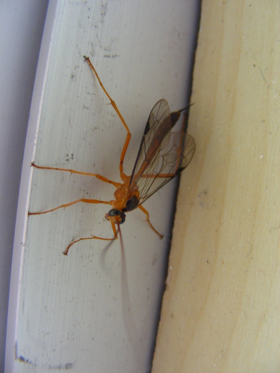 Orange Ichneumonid Wasp