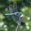 Blue dasher (males)