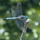 Blue dasher (males)