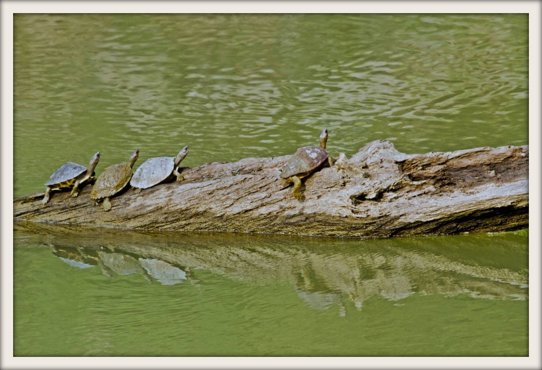 Assam roofed turtle