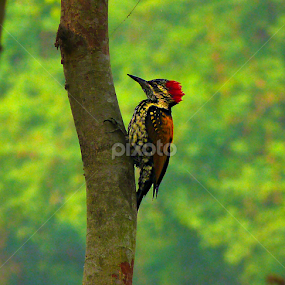 nestless by Bikash Roy - Novices Only Wildlife
