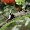 Tiger moth Caterpillar