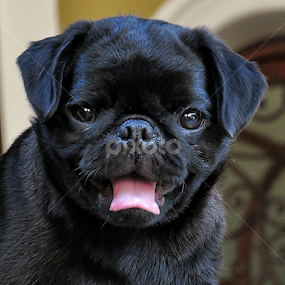 My daughter's dog - My name is Canon by Edson Leguth - Animals - Dogs Puppies