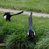 Black-billed Magpie