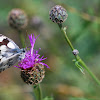 Marbled White, Schachbrett Schmetterling