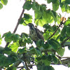 Roadside Hawk