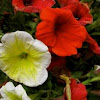 Petunia Avalanche Red