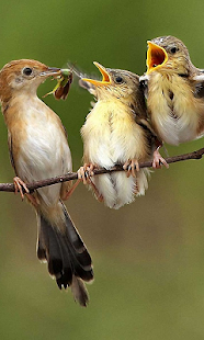 How to download Birds Live Wallpaper 1.0 apk for android