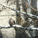 Mourning Dove