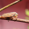 Reticulated Aetalionid Treehopper