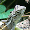 Sri Lankan Garden Lizard